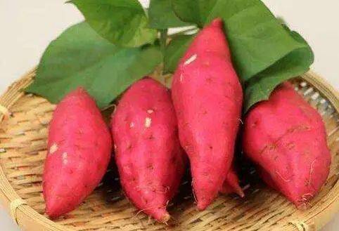 好好吃飯，從認識我們每天吃的主食開始 谷類與薯類的深度對話
